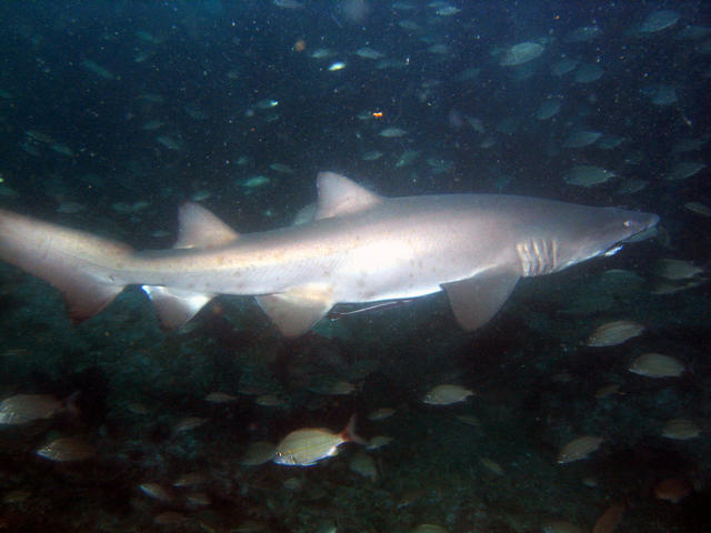 ../pictures/shark.jpg