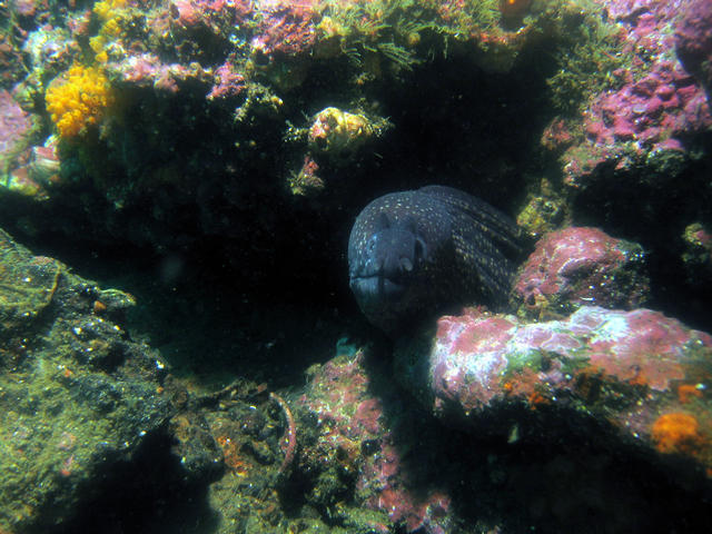 ../pictures/spotted_eel2.jpg