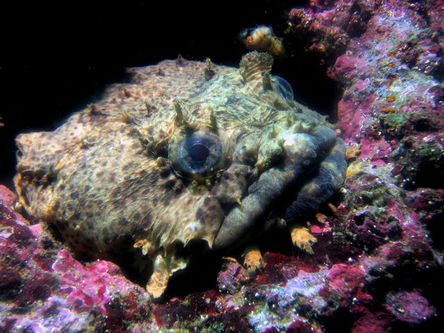 ../pictures/toad_fish2.jpg