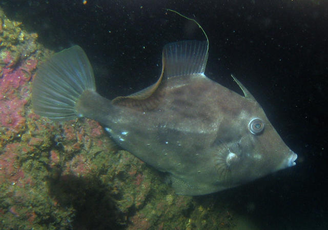 ../pictures/trigger_fish.jpg
