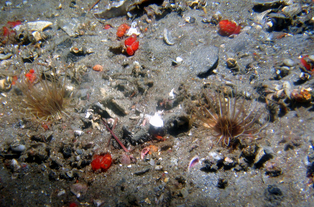 ../pictures/anemone.jpg