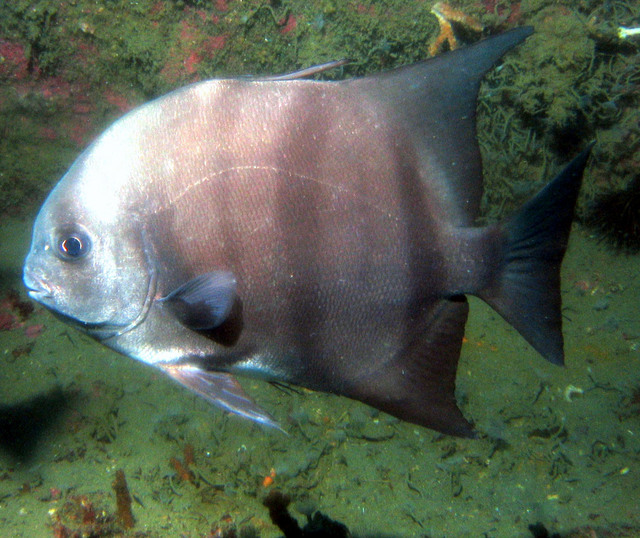 ../pictures/atlantic_spade_fish7.jpg