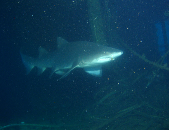 ../pictures/sand_tiger2.jpg