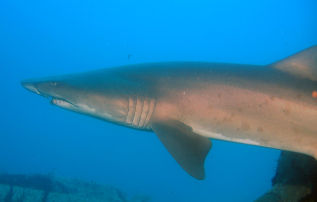../pictures/sand_tiger9.jpg