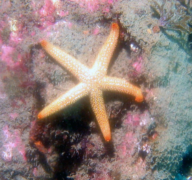 ../pictures/star_fish12.jpg