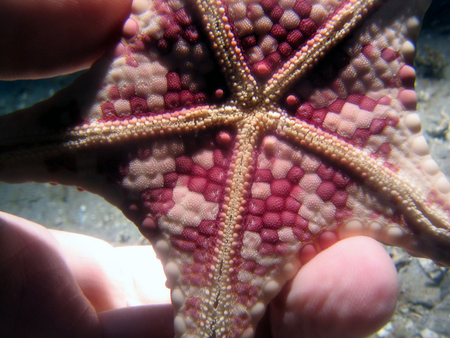 ../pictures/star_fish7.jpg