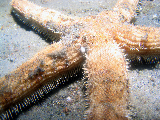 ../pictures/star_fish9.jpg