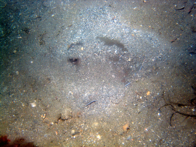 ../pictures/sting_ray4.jpg
