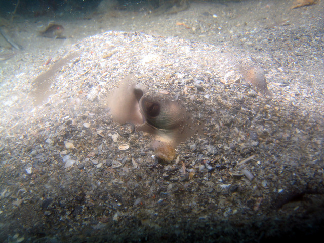 ../pictures/sting_ray5.jpg