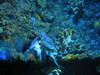 NC_aquarium15.jpg