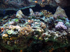 NC_aquarium16.jpg