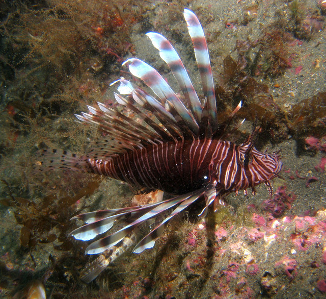 ../pictures/lion_fish8.jpg