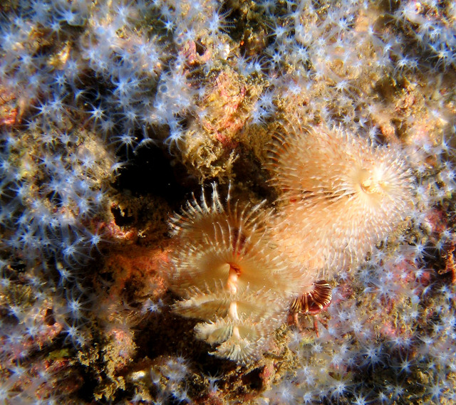 ../pictures/christmas_tree_worm2.jpg