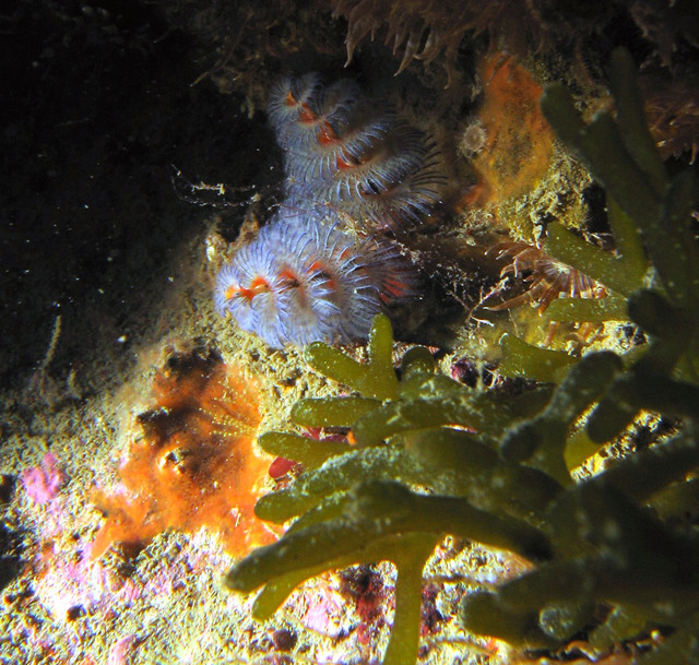 ../pictures/christmas_tree_worm3.jpg