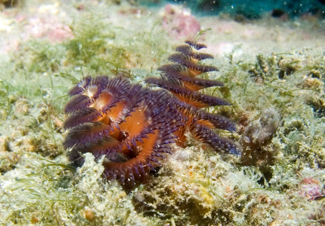 ../pictures/christmas_tree_worm1.jpg