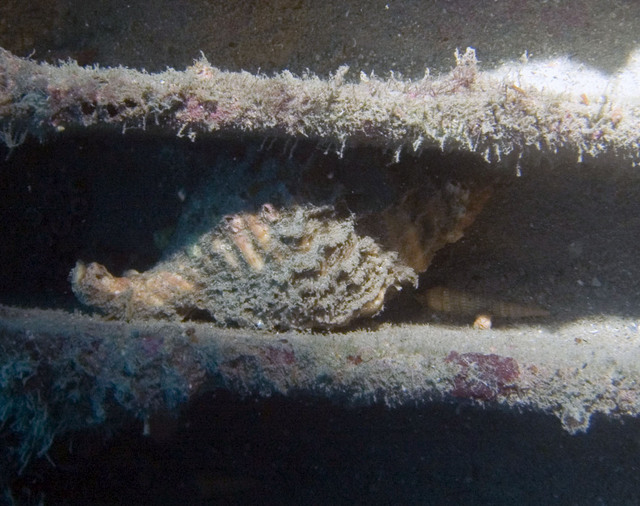 ../pictures/conch1.jpg