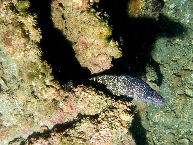 ../pictures/eel10.jpg