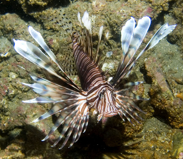 ../pictures/lion_fish2.jpg