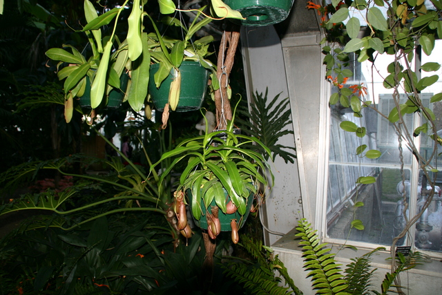 ../pictures/Birmingham_bothanical_garden33.jpg