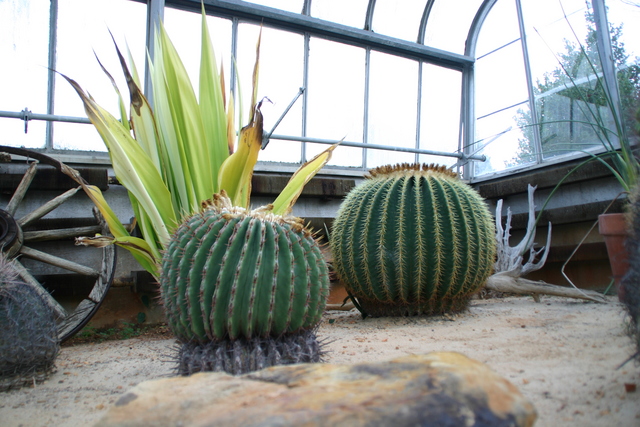 ../pictures/Birmingham_bothanical_garden38.jpg