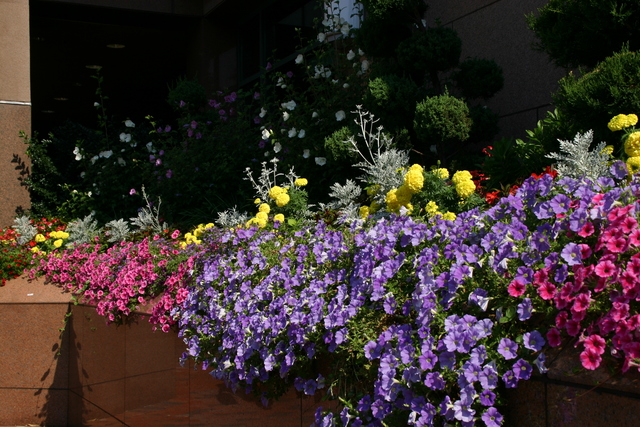 ../pictures/flowers_at_hotel1.jpg