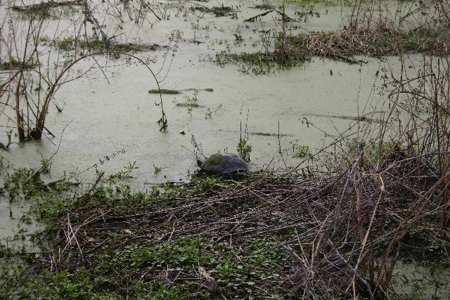 ../pictures/Audubon_swamp13.jpg