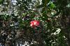 Magnolia_plantation35.jpg