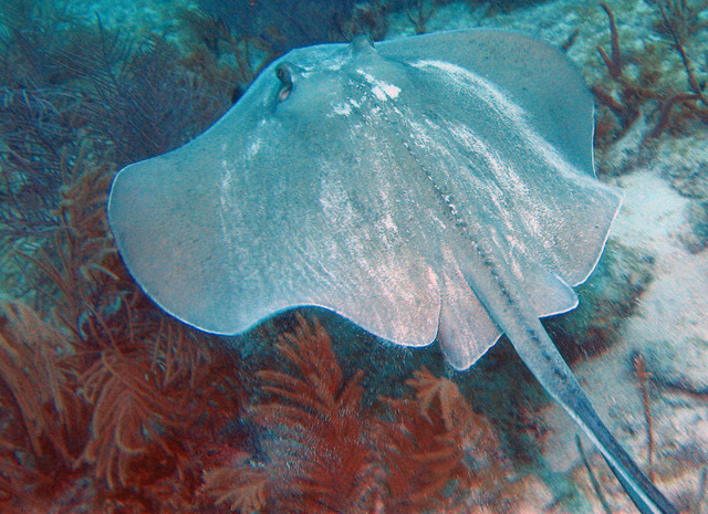 ../pictures/southern_sting_ray3.jpg