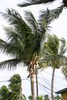 palm_tree1.jpg