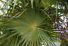 palm_tree2.jpg