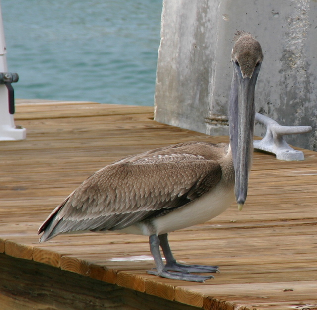 ../pictures/pelican3.jpg