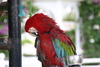 parrot2.jpg