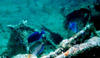 ocean_surgeonfish2.jpg