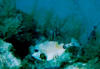 trunkfish.jpg