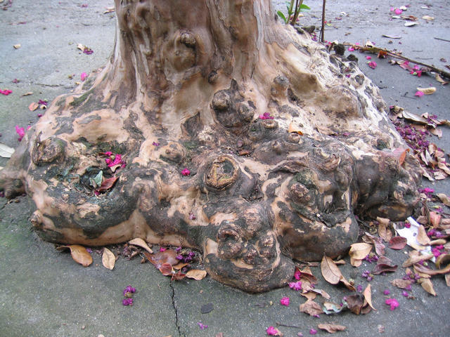 ../pictures/intresting_three_root.jpg