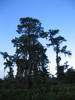 cypress_in_the_bayou2.jpg