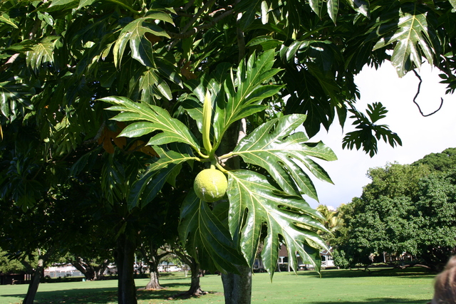 ../pictures/Moanalua_gardens5.jpg