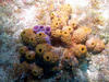 yellow_and_purple_coral.jpg