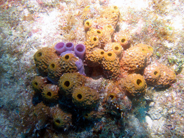 ../pictures/yellow_and_purple_coral.jpg