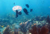 blue_tangs_eating_off_jelly_fish.jpg