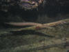 trumpet_fish.jpg