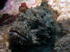 scorpion_fish2.jpg