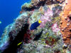 damsel_fish_and_coral2.jpg