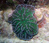 green_coral.jpg