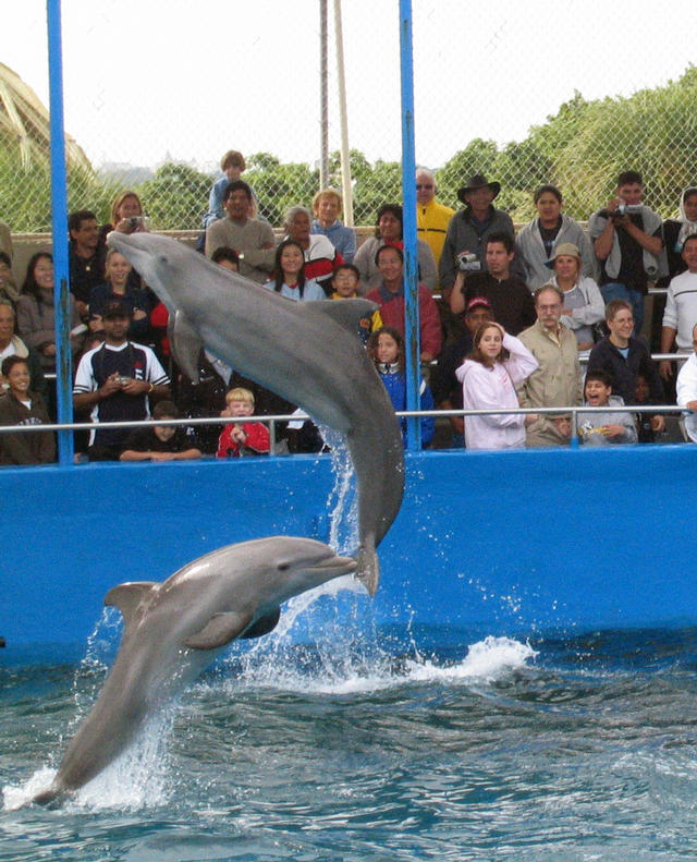 ../pictures/dolphins_in_show10.jpg