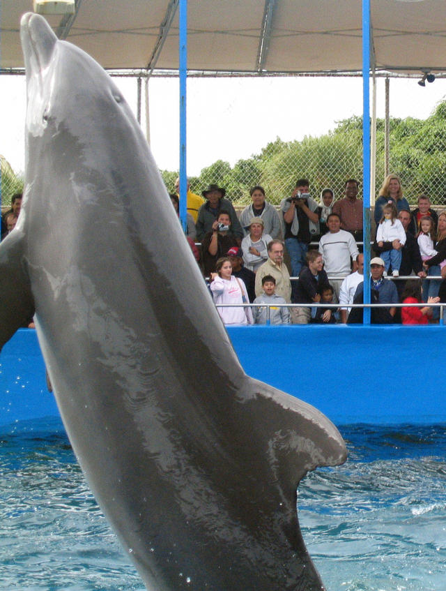 ../pictures/dolphins_in_show9.jpg