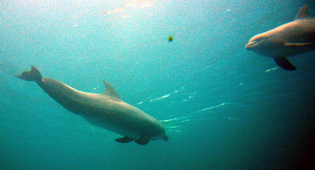 ../pictures/dolphins_underwater.jpg