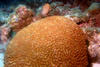 brain_coral.jpg