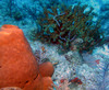 Sponge_and_coral.jpg