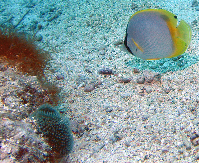 ../pictures/Butterfly_fish2.jpg